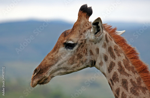 Giraffe, Südafrika, Hluhluwe Umfolozi Nationalpark photo
