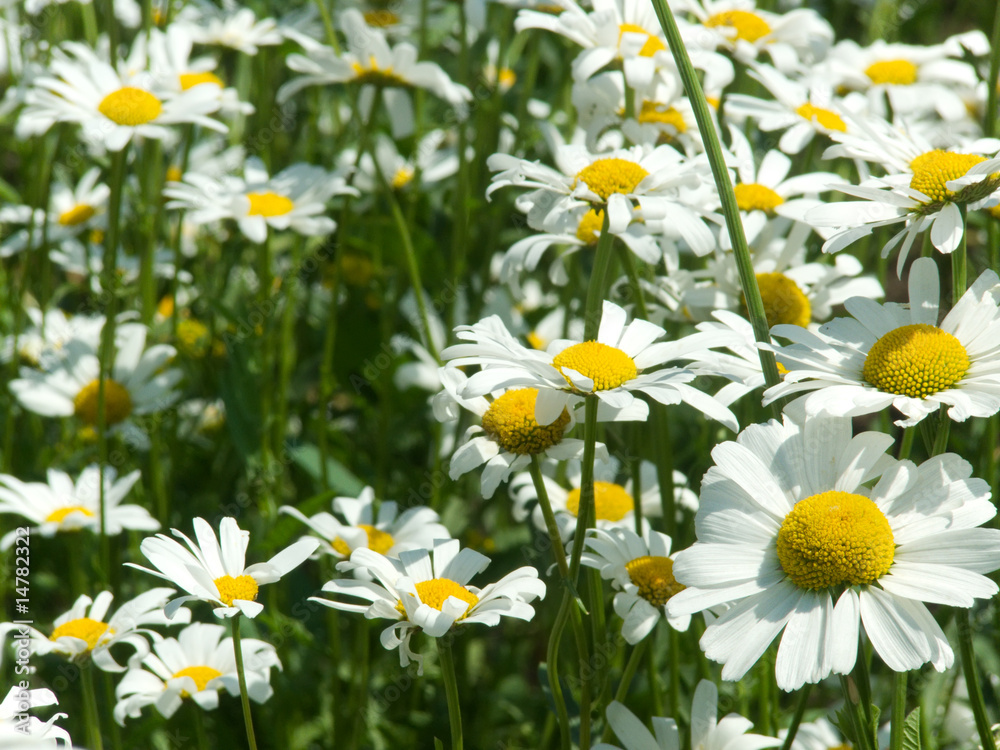 Fototapeta premium Camomile flowers