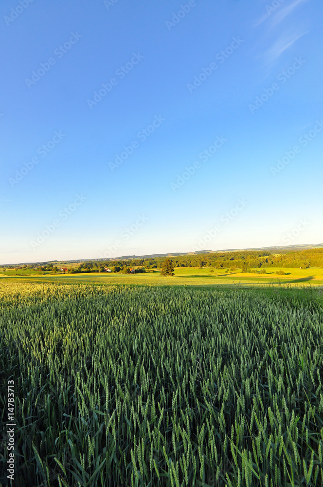 A barley field in late spring, Baden-Wuerttemberg, Germany A barley field in late spring, Baden-Wuerttemberg, Germany