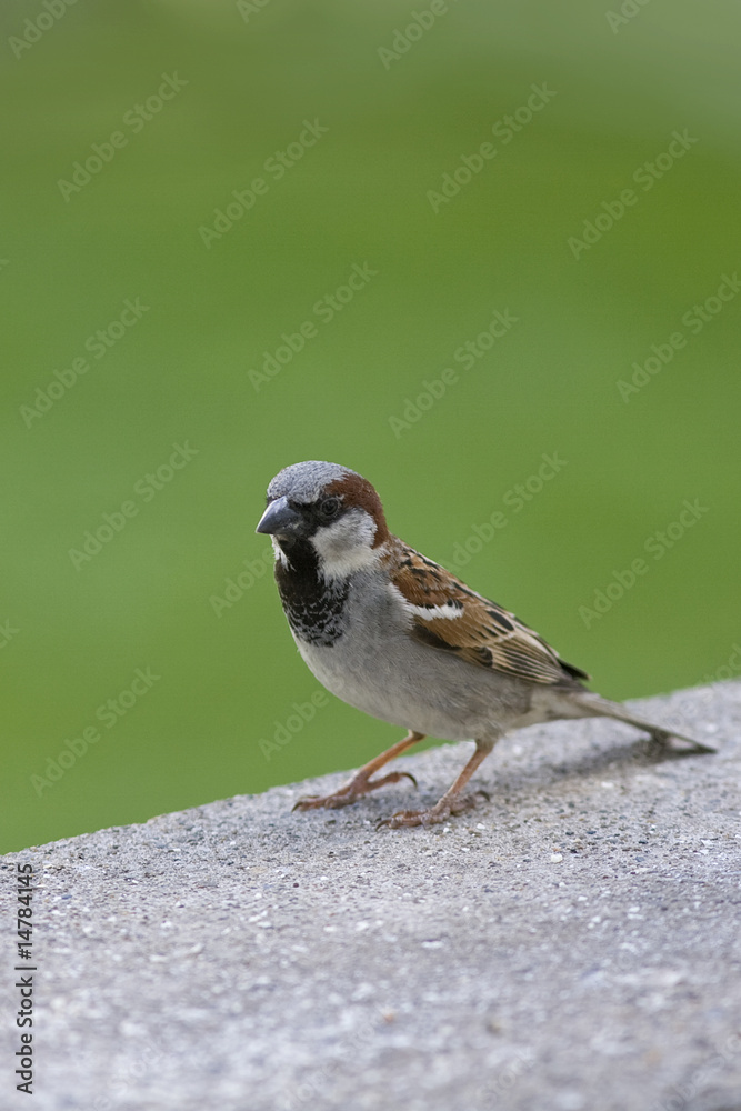 Naklejka premium Passer Domesticus