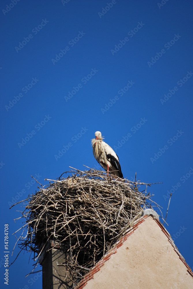 Fototapeta premium Storch