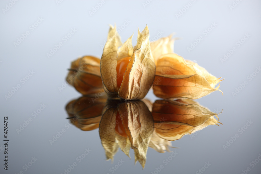 Physalis, Kapstachelbeere Physalis, Kapstachelbeere