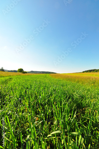 A meadow in late spring, Baden-Wuerttemberg, Germany