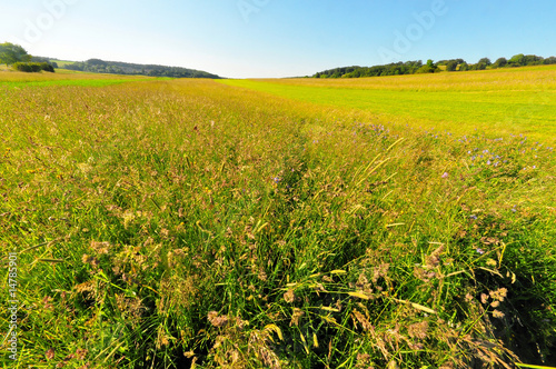 A meadow in late spring  Baden-Wuerttemberg  Germany