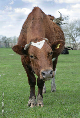 Fresian Cow Portrait