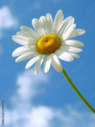 daisy against blue sky