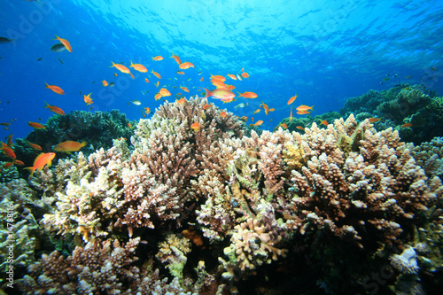 Fototapeta Naklejka Na Ścianę i Meble -  Coral Reef at the Blue Hole in Dahab, Egypt
