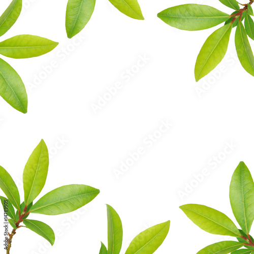 Bay Leaf Herb Border
