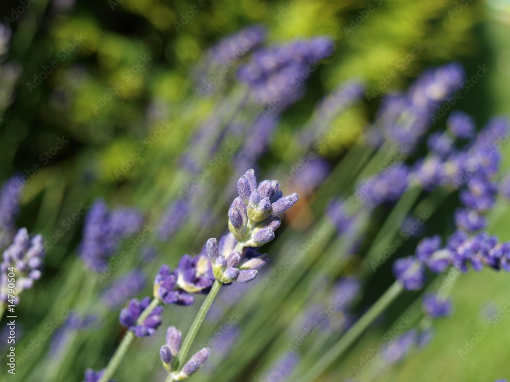 Fototapeta premium Lavendel