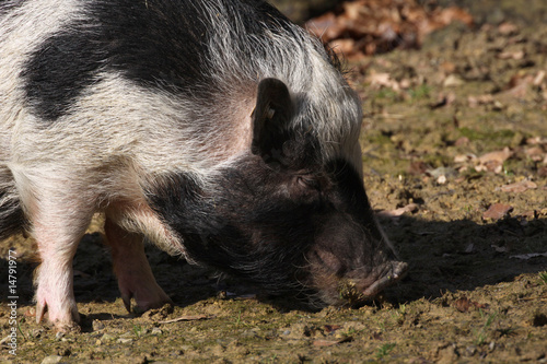 Geflecktes Schwein © Martina Berg