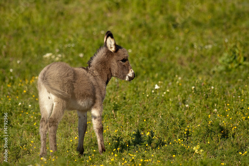 Baby donkey I