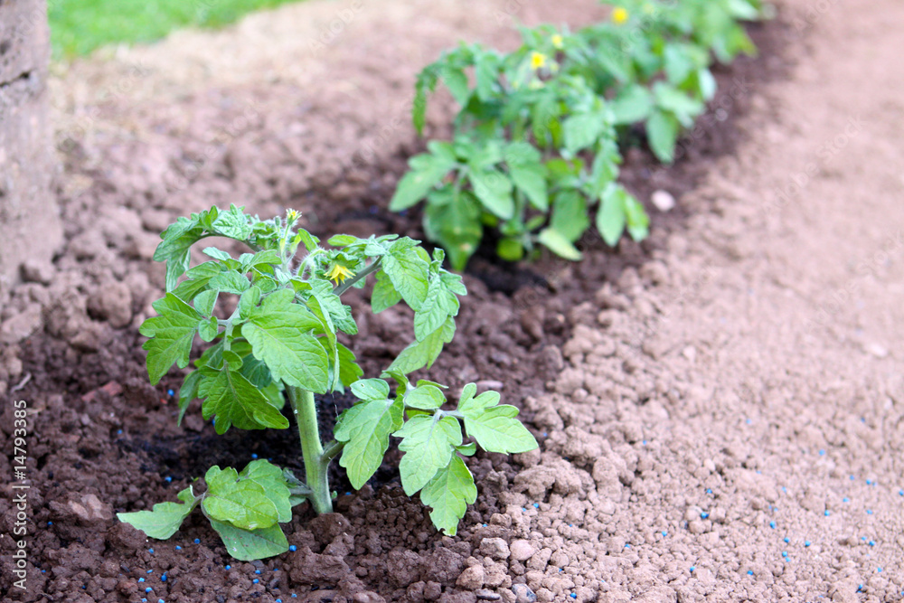 Tomaten,Pflanzen Tomaten,Pflanzen