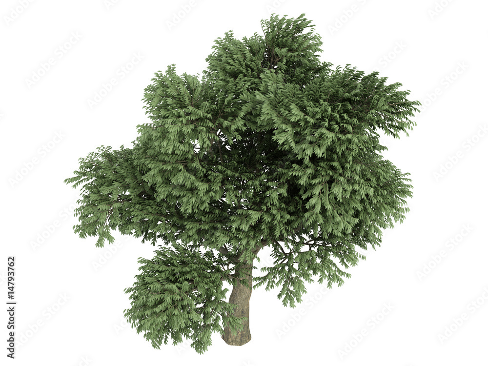 Fototapeta premium Madrone (Arbutus menziesii)