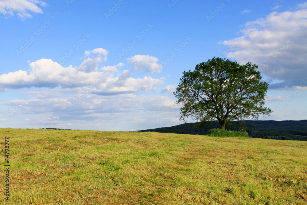 Der Baum,Landschaft