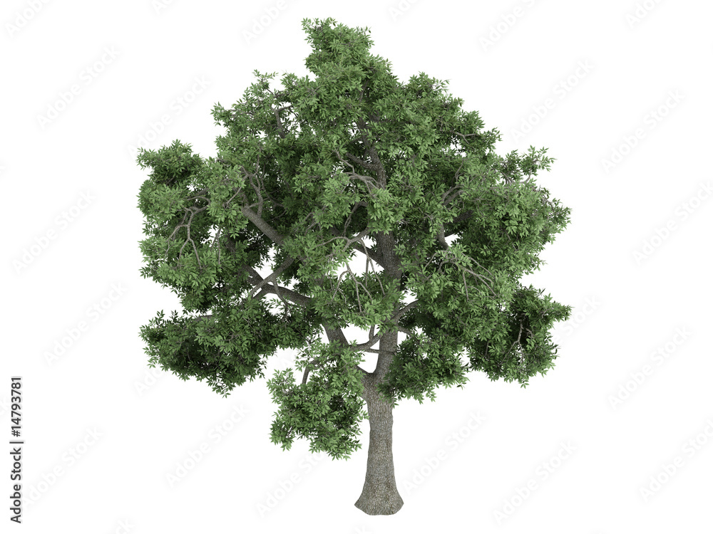 Fototapeta premium Ash (Fraxinus)