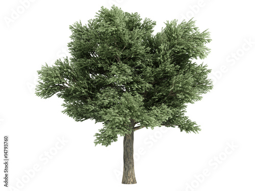 Oak (Quercus petraea)