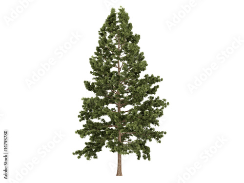 Cork pine (Pinus strobus) photo