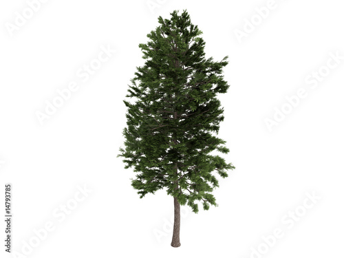 Pine  Pinus sylvestris 