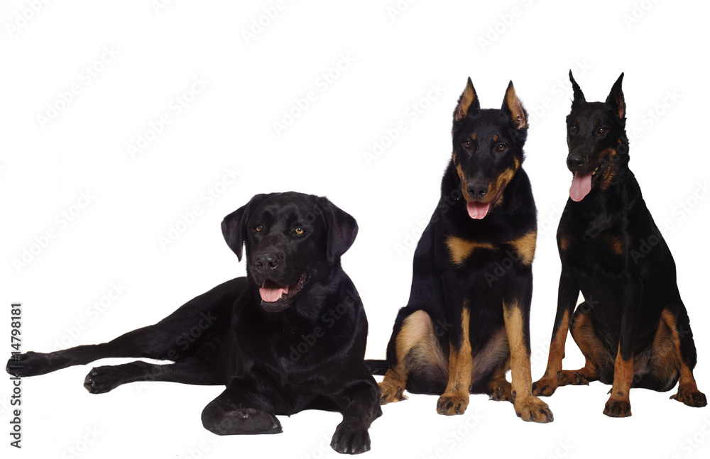 Fototapeta premium Three dogs