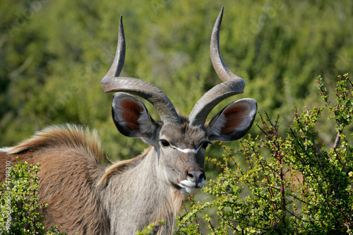 Male kudu antelope (Tragelaphus strepsiceros), South Africa