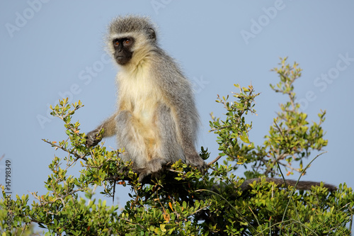 Canvas Print Vervet monkey (Cercopithecus aethiops), South Africa