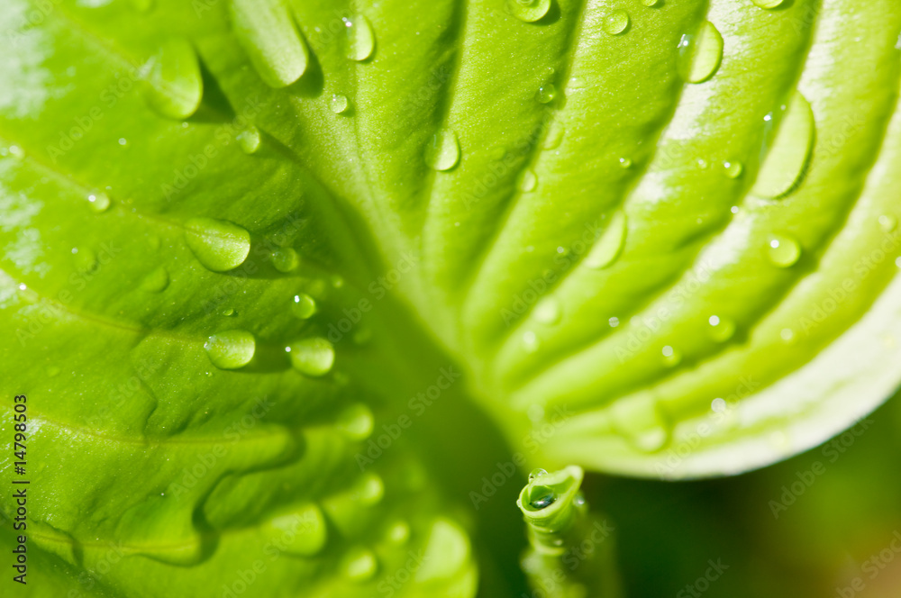 Obraz premium leaf