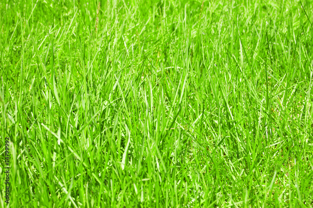 grass background grass background