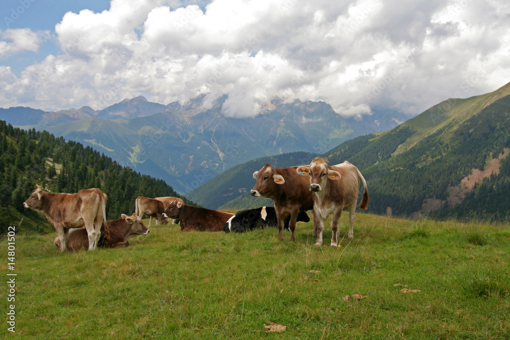 Almkühe in Südtirol