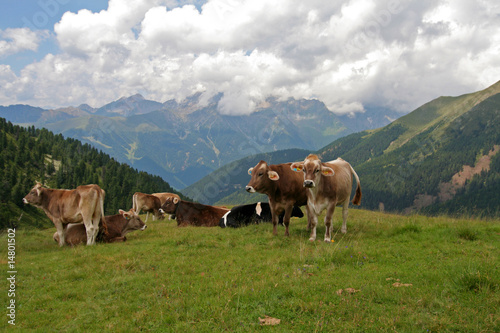 Almkühe in Südtirol