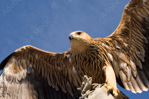 eagle flying over blue sky photo