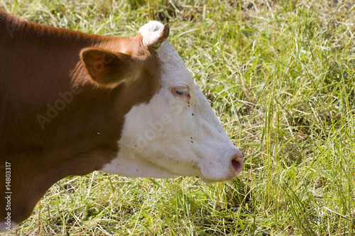 mucca photo
