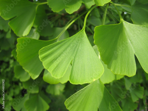 gingko