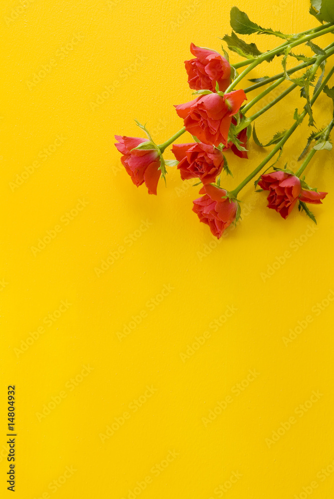 Obraz premium バラ