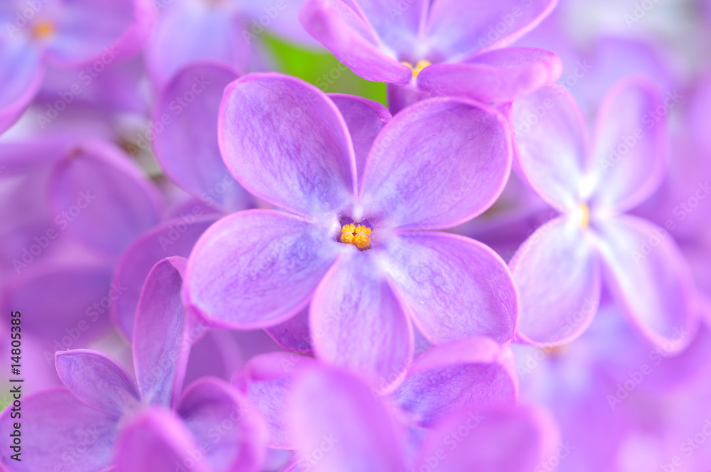 Obraz premium lilac flower