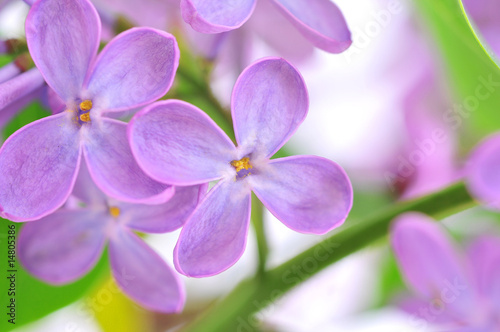 lilac flower