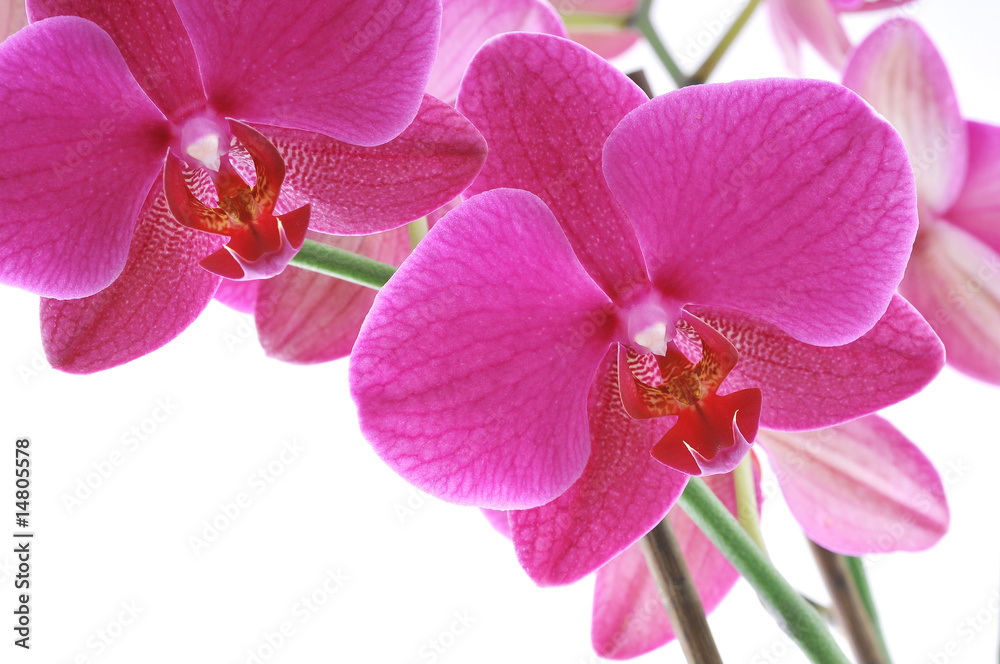 Obraz premium Pink orchid