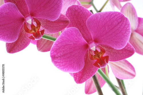 Pink orchid © Nikolay Petkov