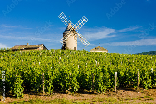 vineyards with windmill,  Chénas, Beaujolais, Burgundy, France photo