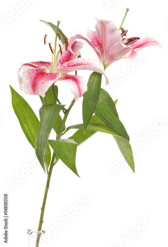 Lilies in a studio