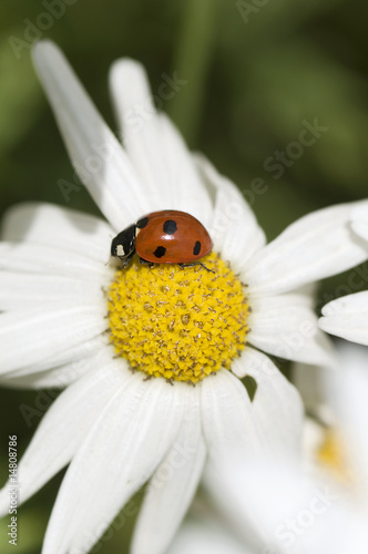 white daisy with ladybird