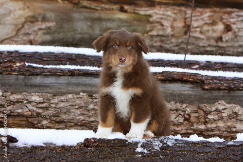 chiot berger australien assis seul vu de face dans la neige photo