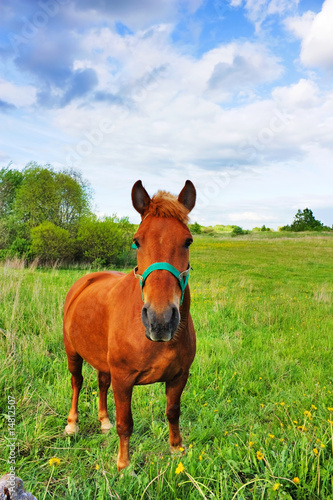 horse on the meadow