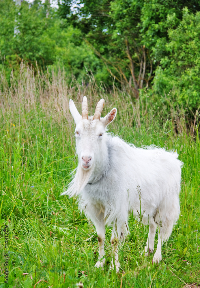 Fototapeta premium goat on the meadow