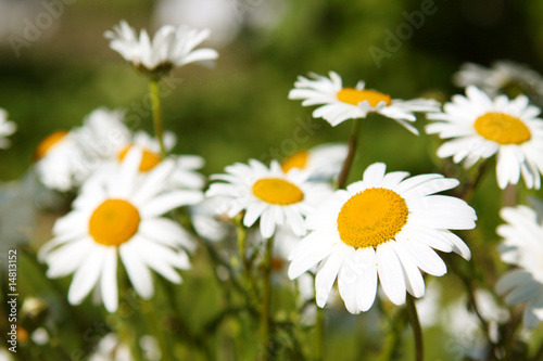 Margeritten Blumen