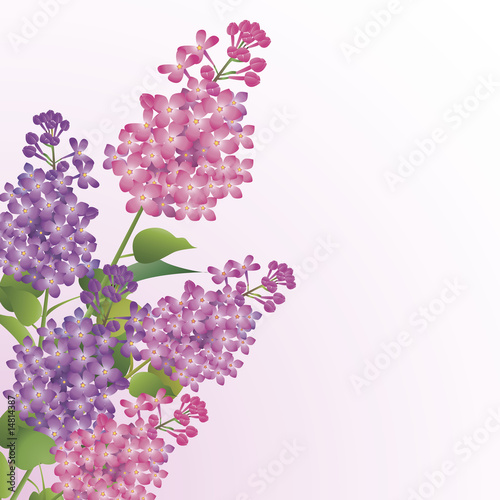 Bouquet of lilac blossoms
