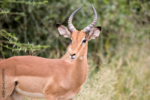 Schwarzfersenimpala