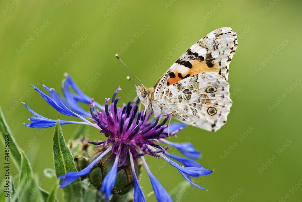 Obraz premium profilo di farfalla su fiore blu