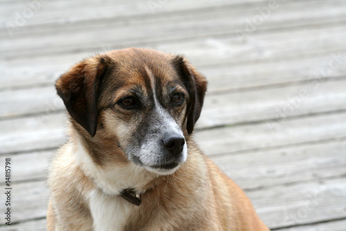 Bettelnder Hund photo