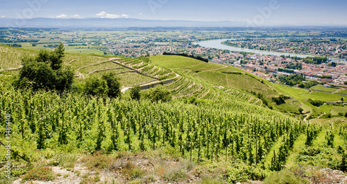 Φωτογραφία grand cru vineyard, Tain-L´Hermitage, Rhône-Alpes, France