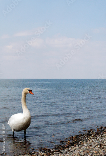 Schwan am Ufer photo